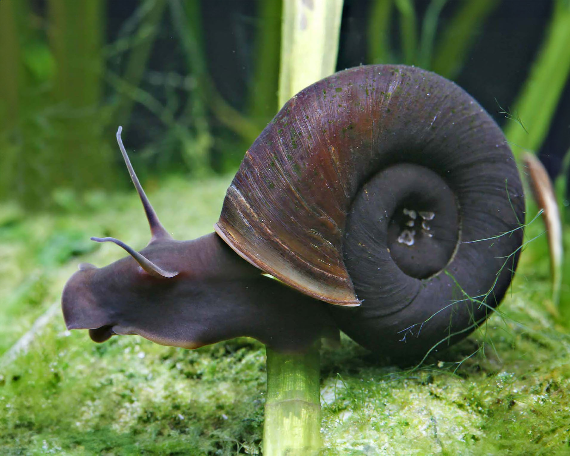 Pond post horn snail (Planorbarius corneus)